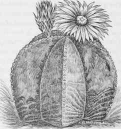 Astrophytum myriostigma.