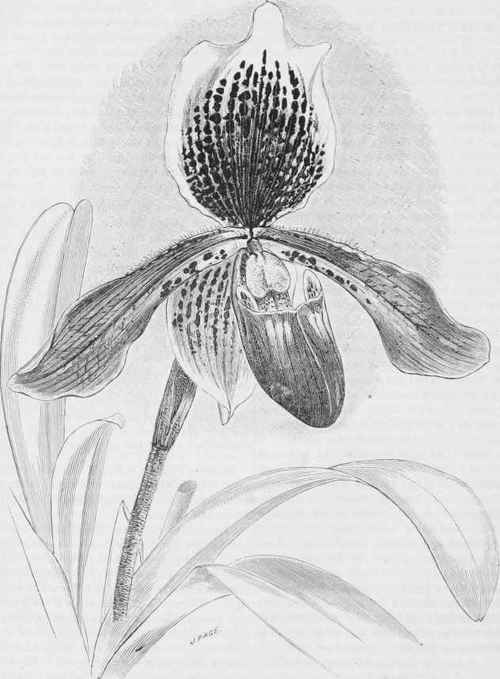 Cypripedium oenanthum superbum.