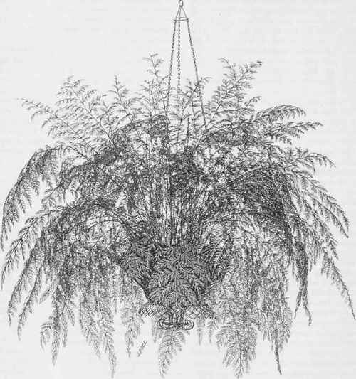 Davallia tenuifolia Veitchiana
