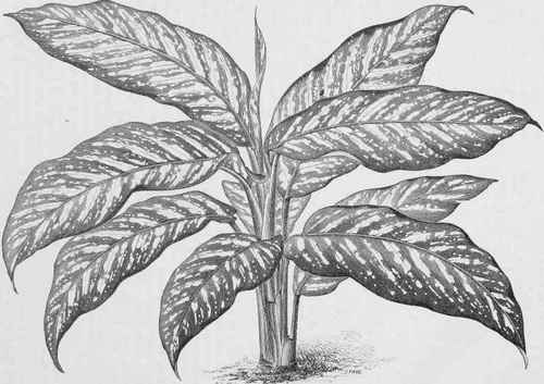 Dieffenbachia Jenmanii.