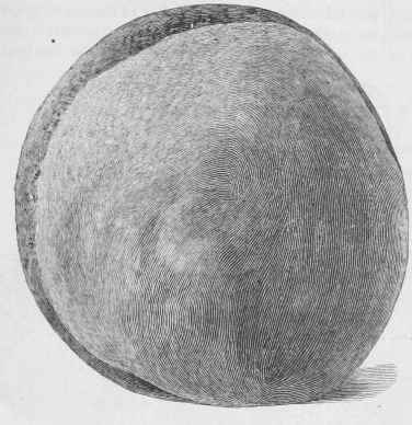 Elberta Peach 24
