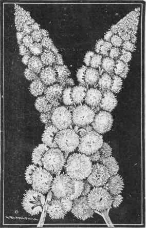 New Double White Mignonette Snowball By W F Dreer 10
