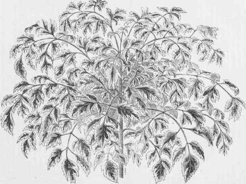 Panax Victoriae.