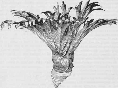 Platycerium grande.