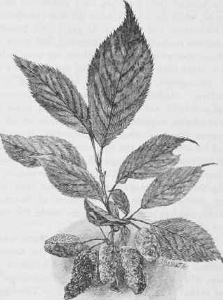 Plum Bladders.