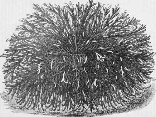 Selaginella involvens variegata.