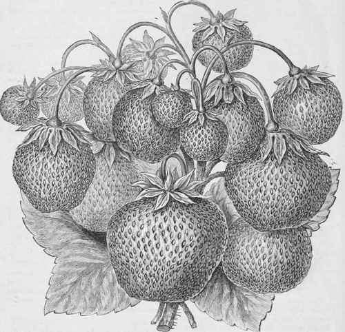 The Jewell Strawberry