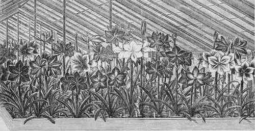 Amaryllis House at Veitch's Nursery, Chelsea.