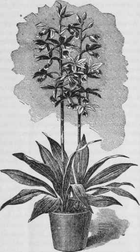 Phajus grandifolius.