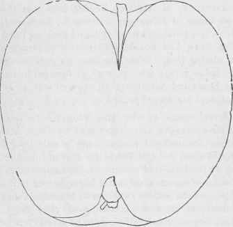 Water Apple 48