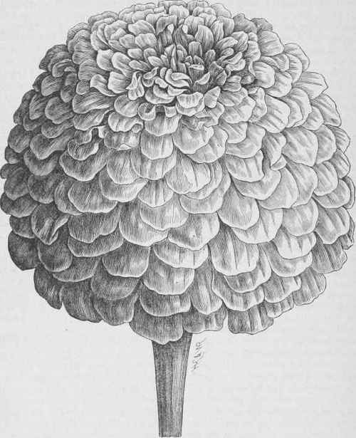 Zinnia elegans robusta grandiflora plenissima.