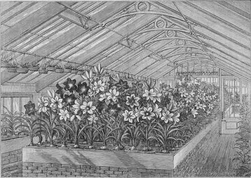 Amaryllis House of B. S. Williams, London N., England. (See page 103).