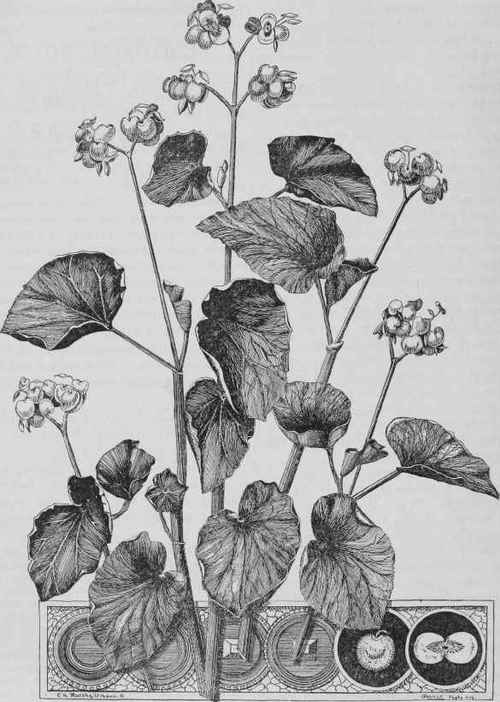 Begonia Semperflorens Gigantea Rosea.