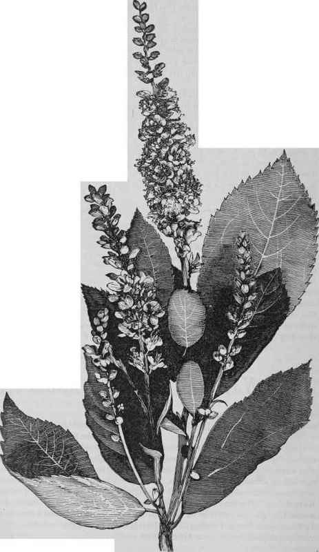 Clethra alnifolia.