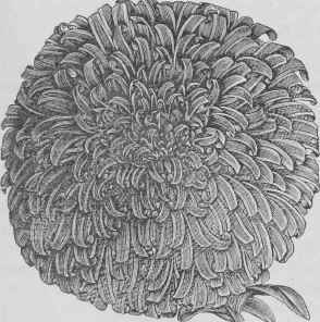 Comet Aster.