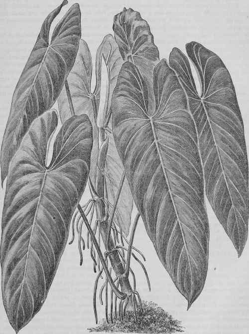 Philodendron Andreanum.