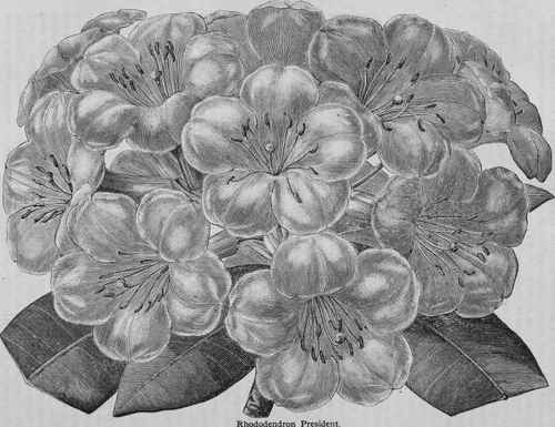 Rhododendron President