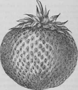 The Gold Strawberry.