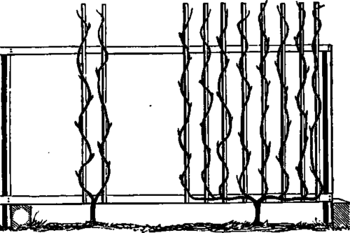 Vine With Two Shoots.