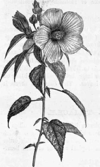 8 Hibiscus 90