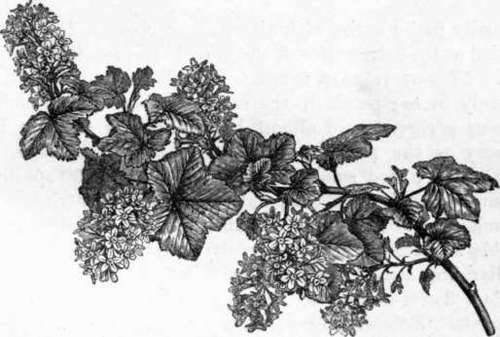 Fig. 100. Ribes sanguiueum. (1/3 nat. size.)