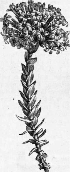 Fig. 101. Crassula coccinea. (1/3 nat. sice.)