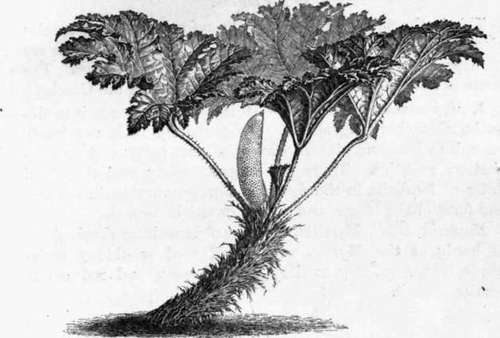Fig. 102. Gunnera scabra. (1/20 nat. size.)
