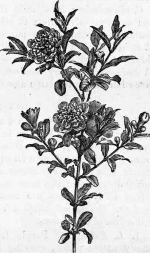 Fig. 103. Punica Granatum flore pleno. (1/4 nat. size.)
