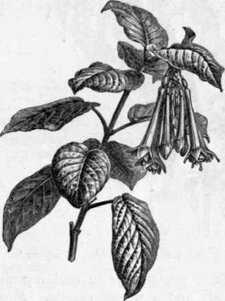 Fig. 108. Fuchsia fulgens. (1/2 nat. size.)