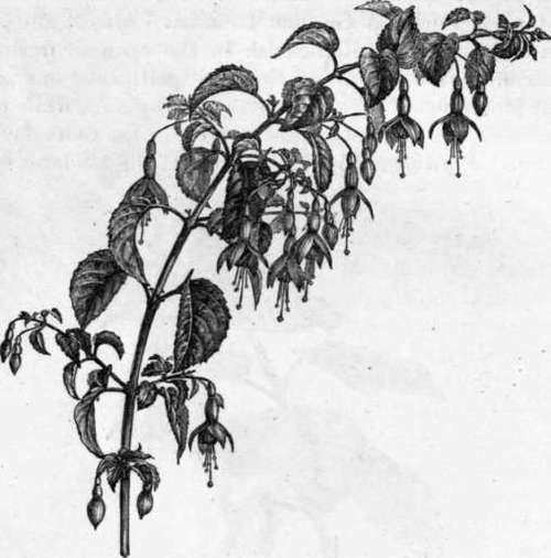 Fig. 109. Fuchsia globosa. (1/2 nat. size.)