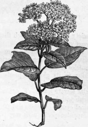Fig. 118. Viburnum Tinus. (1/3 nat. size.)