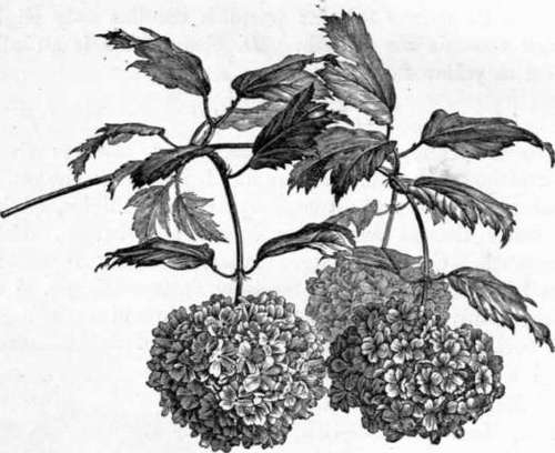Fig. 119. Viburnum Opulus. (1/3 nat. size.)