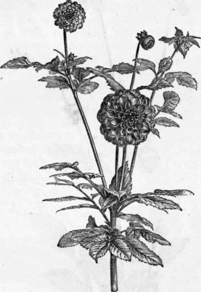 Fig. 126. Dahlia variabilis. (1/6 nat. size.) 