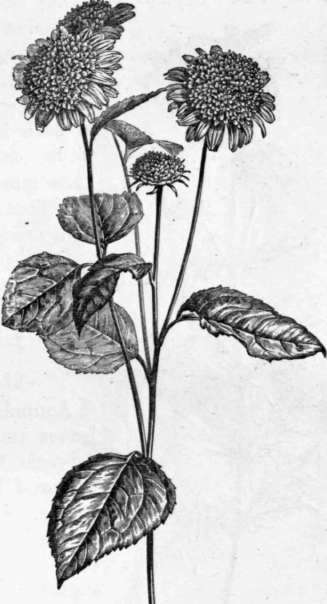 Fig. 133. Helianthus multiflorus. (1/4 nat. size.)