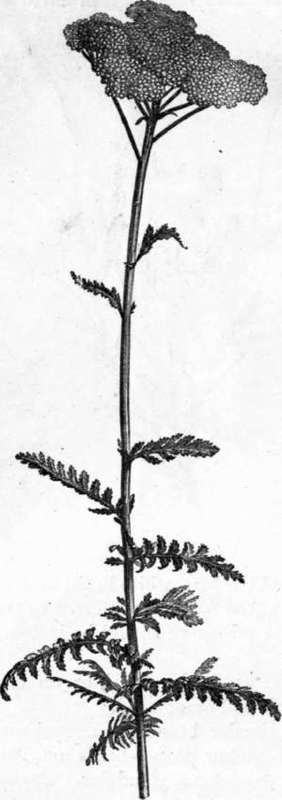 Fig. 138. Achillea filipendulina. (1/4 nat. size.)