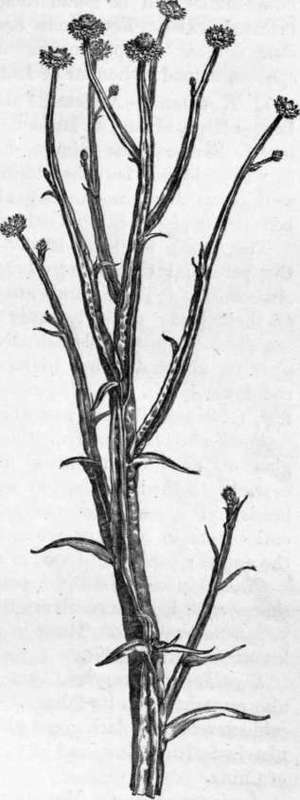 Fig. 145. Ammobium alatum. (1/2 nat. size.)