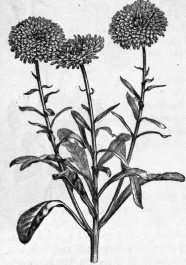 Fig. 147. Calendula officinalis flore pleno, (1/4 nat. size.)