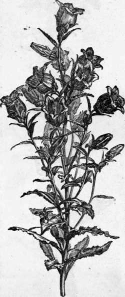 Fig. 153. Campanula Medium. (1/4 nat. size.)