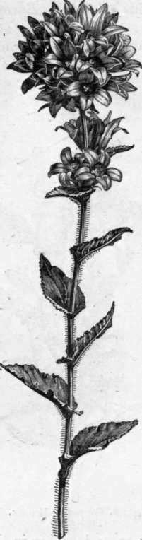 Fig. 154. Campanula glomerata. (1/3 nat. size.)