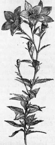 Fig. 155. Campanula grandiflora. (1/4 nat. size.)