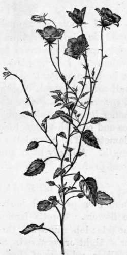 Fig. 156. Campanula Carpathica. (1/4 nat. size.)