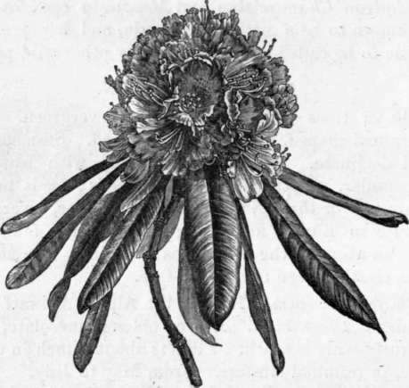 Fig. 158. Rhododendron arboreum. (1/4 nat. size.)