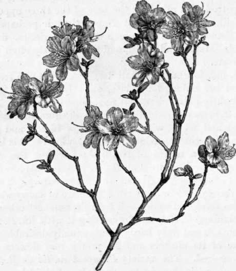 Fig. 159. Rhododendron Dahuricum. (1/4 nat. size.)