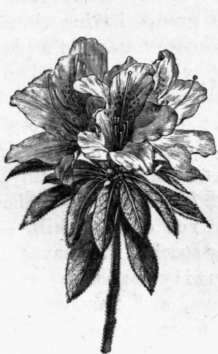 Fig. 160. Azalea lnaica. (1/4 nat. size.)