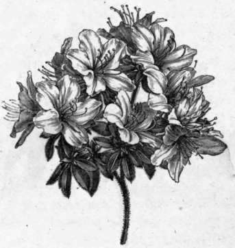 Fig. 161. Azalea liliiflora. (1/3 nat. size.)
