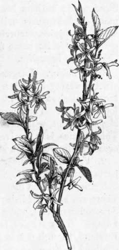 Fig. 167. Forsythia suspensa. (1/4 nat. size.)