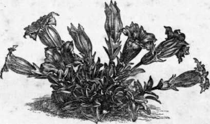 Fig. 169. Gentiana acaulis. (1/4 nat. size.)