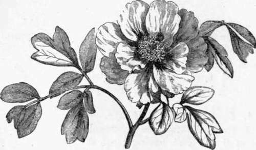 Fig. 17. Paeonia Moutan. (1/4 nat. size.)