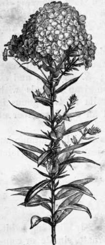Fig. 170. Phlox acuminata. (1/6 nat. size.)