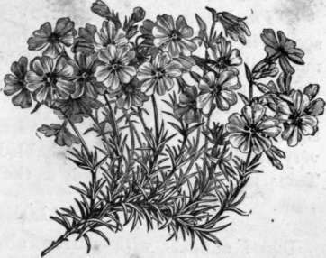Fig. 171. Phlox subulata. (1/3 nat. size.;